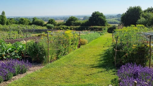 The Vegetable Garden on a Summer's day